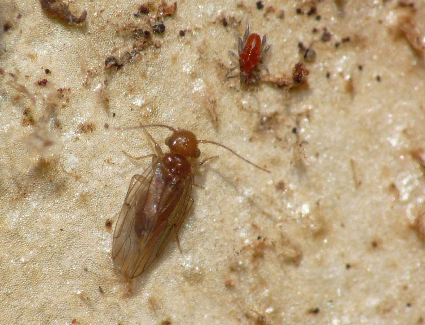 Psocoptera: (Peripsocidae genere Peripsocus?)